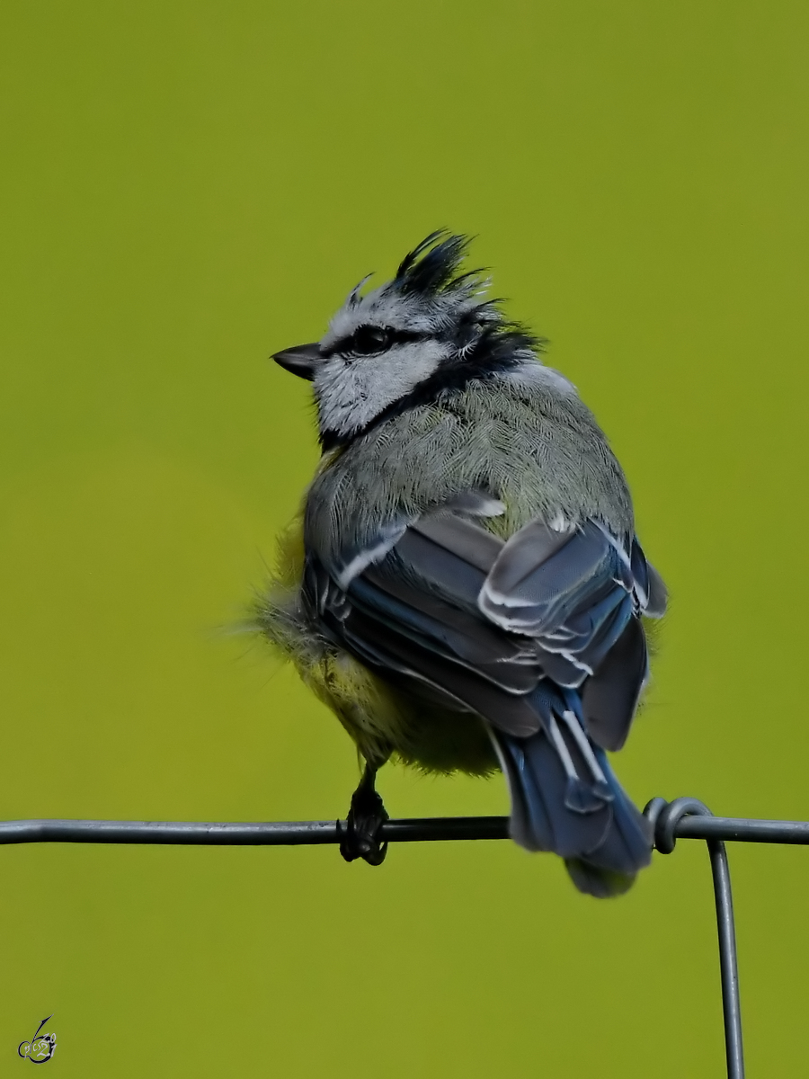 Da stehen einem die  Haare  zu Berge... eine Meise macht auf dem Zaun ein kleines Puschen. (Hattingen, Juli 2021)