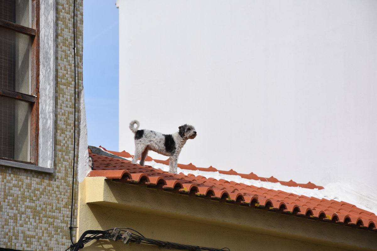  Dach hund  (PORTIMO, Distrikt Faro/Portugal, 09.02.2017)