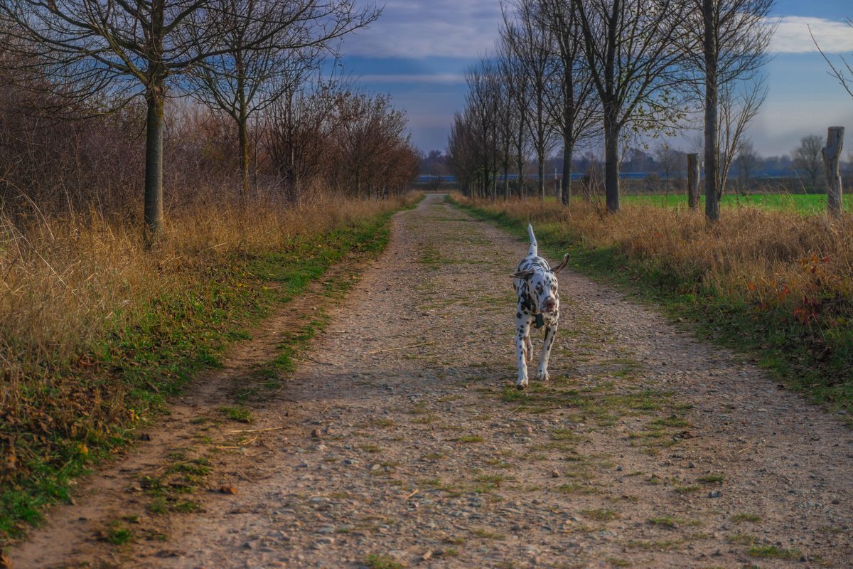 Dalmatiner beim Gassi gehen am 29.11.2018