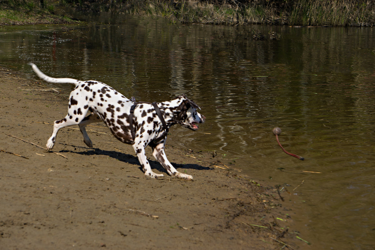 Dalmatiner beim Spielen am Hundestrand im Tierpark Germendorf am 18.04.2019