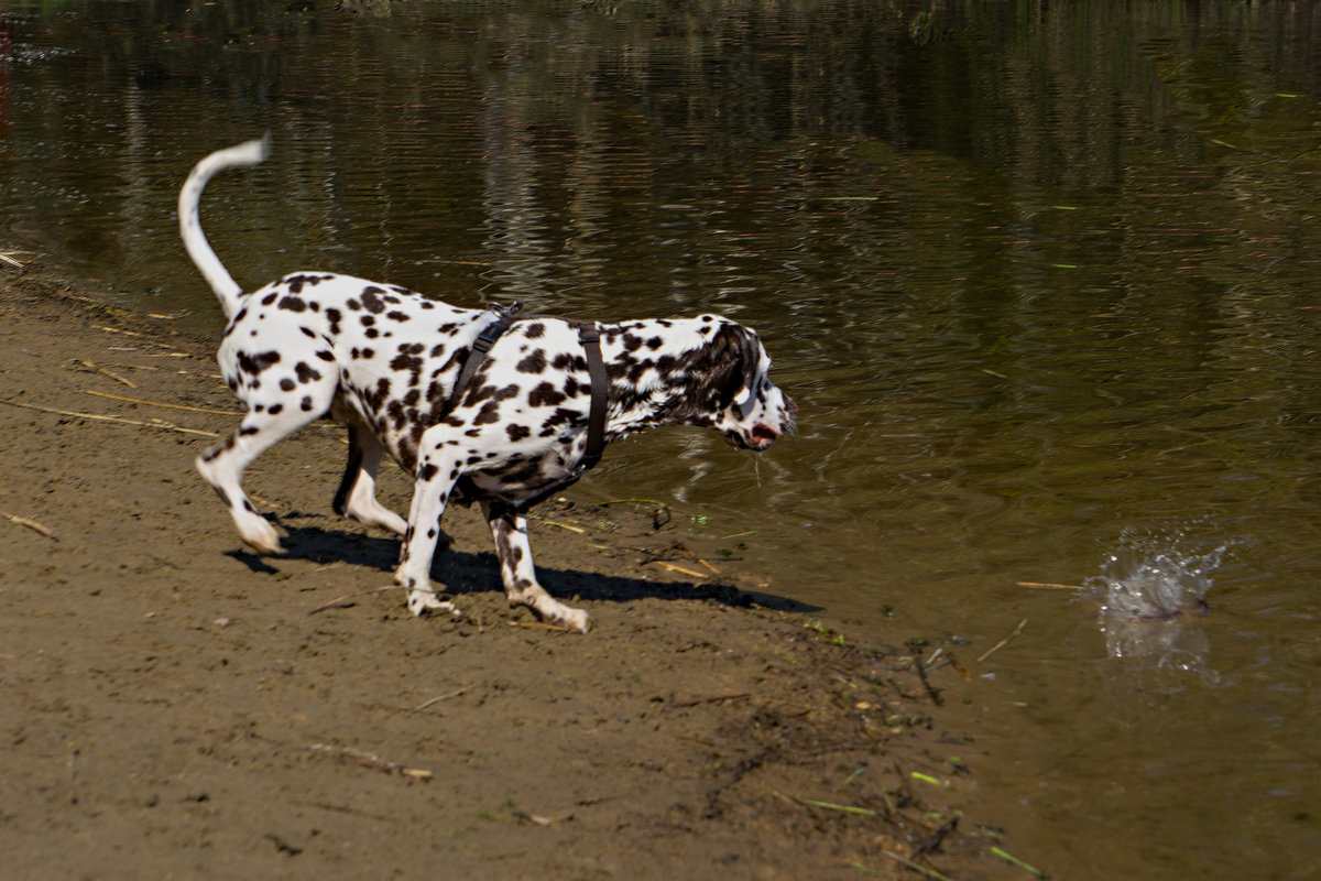 Dalmatiner beim Spielen am Hundestrand im Tierpark Germendorf am 18.04.2019