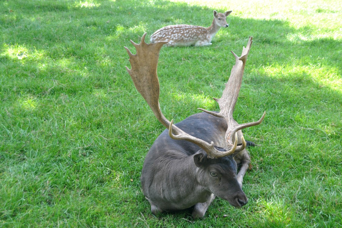 Damhirsch im Wildpark (ALLENSBACH, Landkreis Konstanz/Deutschland, 29.09.2014)