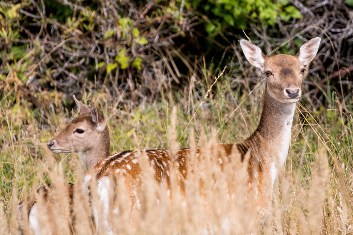 Damhirschkuh mit Kalb im Gestrpp. - 22.09.2016