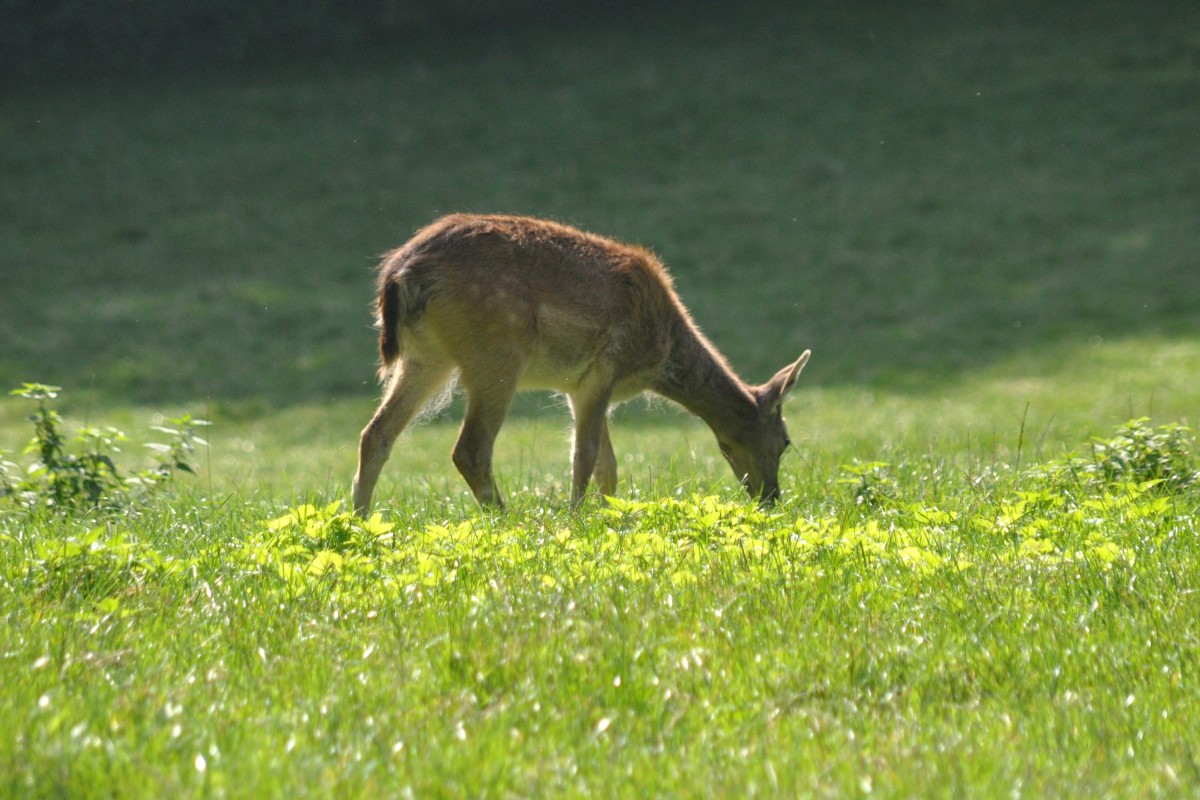 Damhirschkuh im Wildpark (ALLENSBACH, Landkreis Konstanz/Deutschland, 29.09.2014)