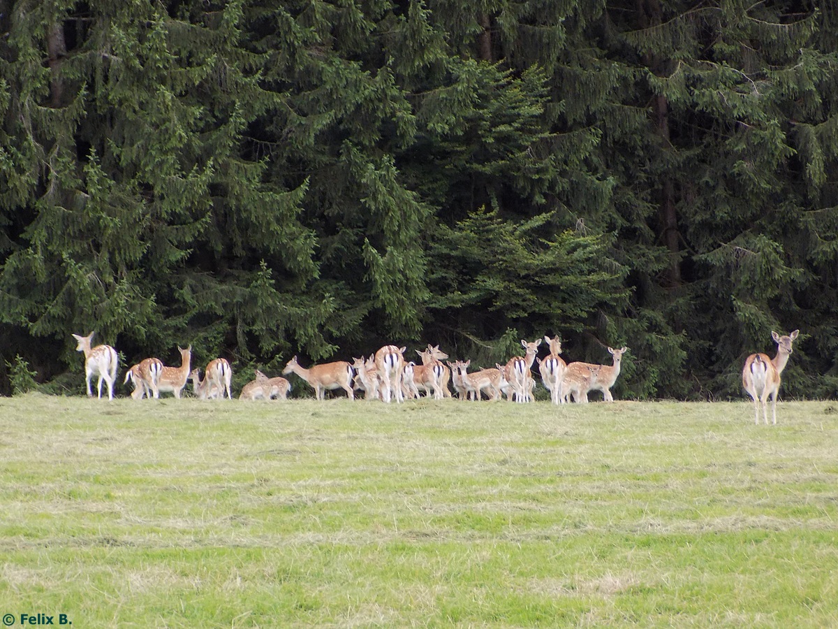 Damwild auf der Parsberger Hhe am 19.08.2014