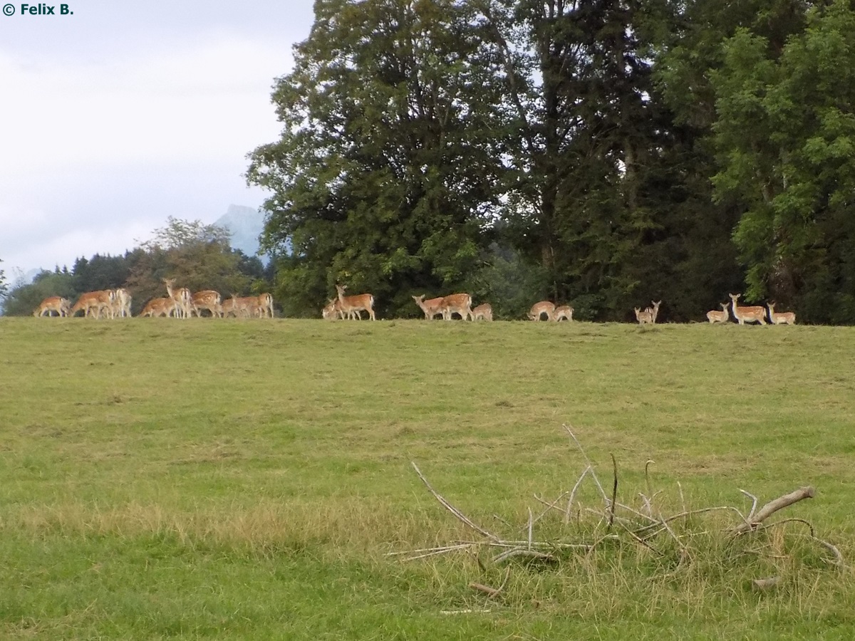 Damwild auf der Parsberger Hhe am 19.08.2014