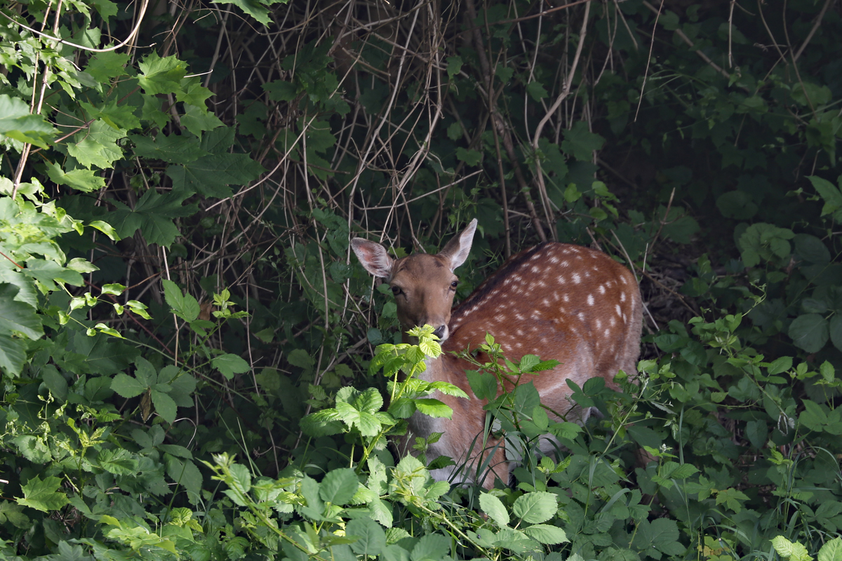 Damwild versteckt sich im Sassnitzer Gestrpp. - 03.06.2018