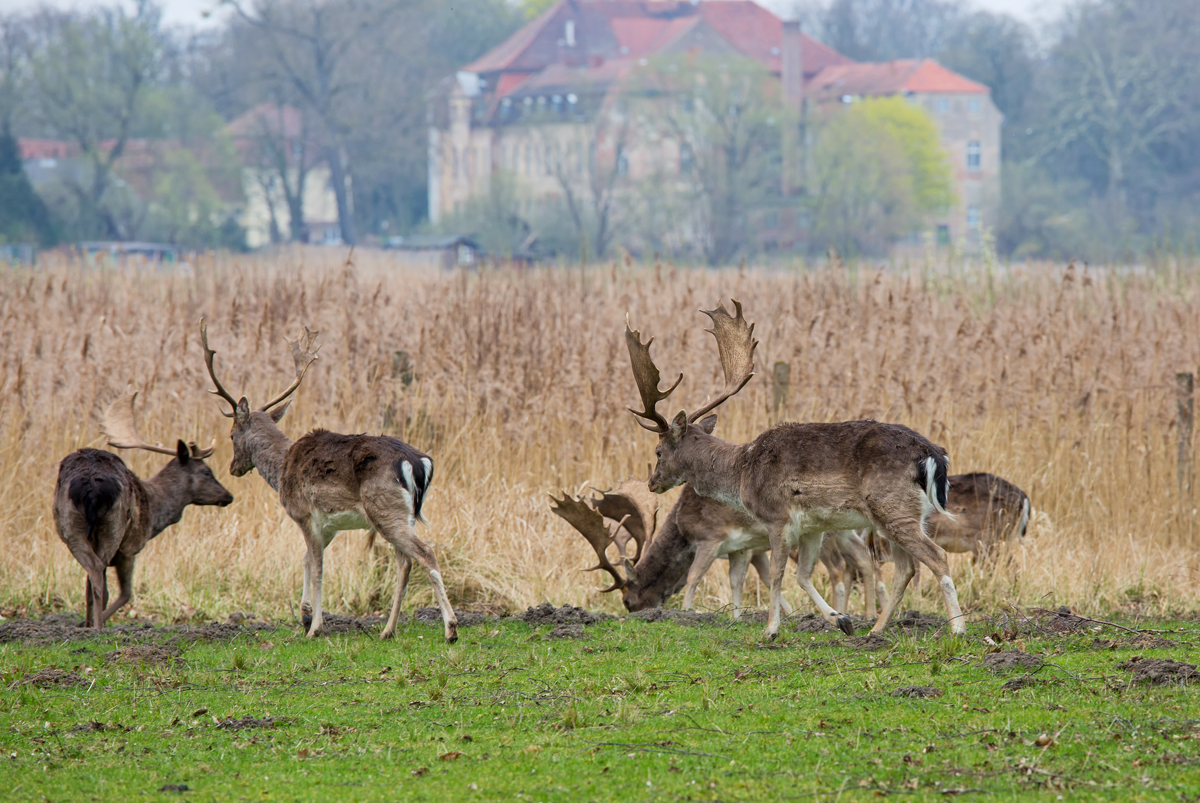 Damwild im Wildgehege Ivenack mit seinen 1000 jhrigen Eichen. - 05.04.2014