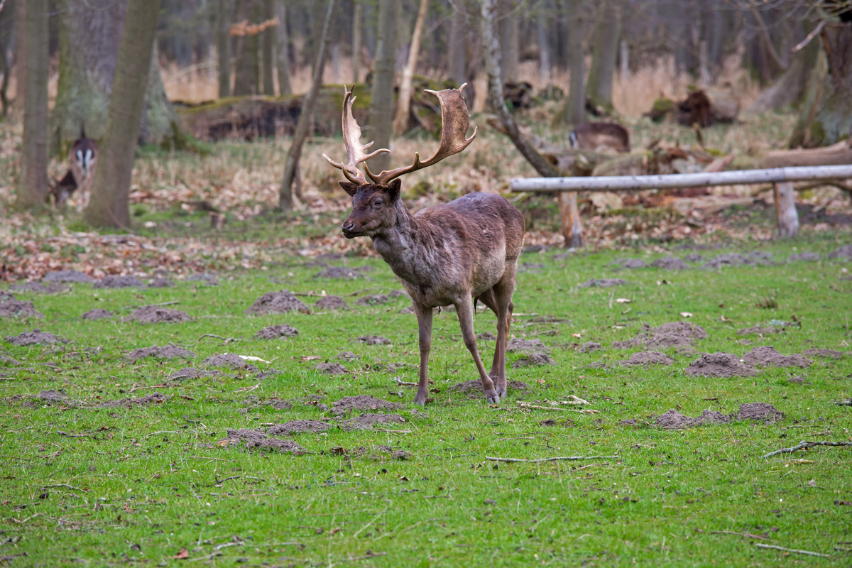 Damwild im Wildgehege Ivenack mit seinen 1000 jhrigen Eichen. - 05.04.2014