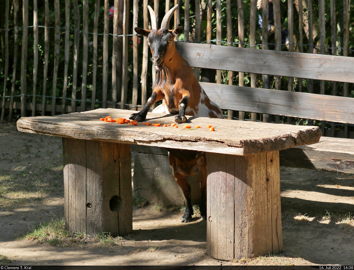 Das Buffet ist erffnet!
Zwergziege (Capra aegagrus hircus) steht im Streichelgehege des Zoo Aschersleben vor einem reich gedeckten Tisch.

🕓 16.7.2022 | 16:38 Uhr
