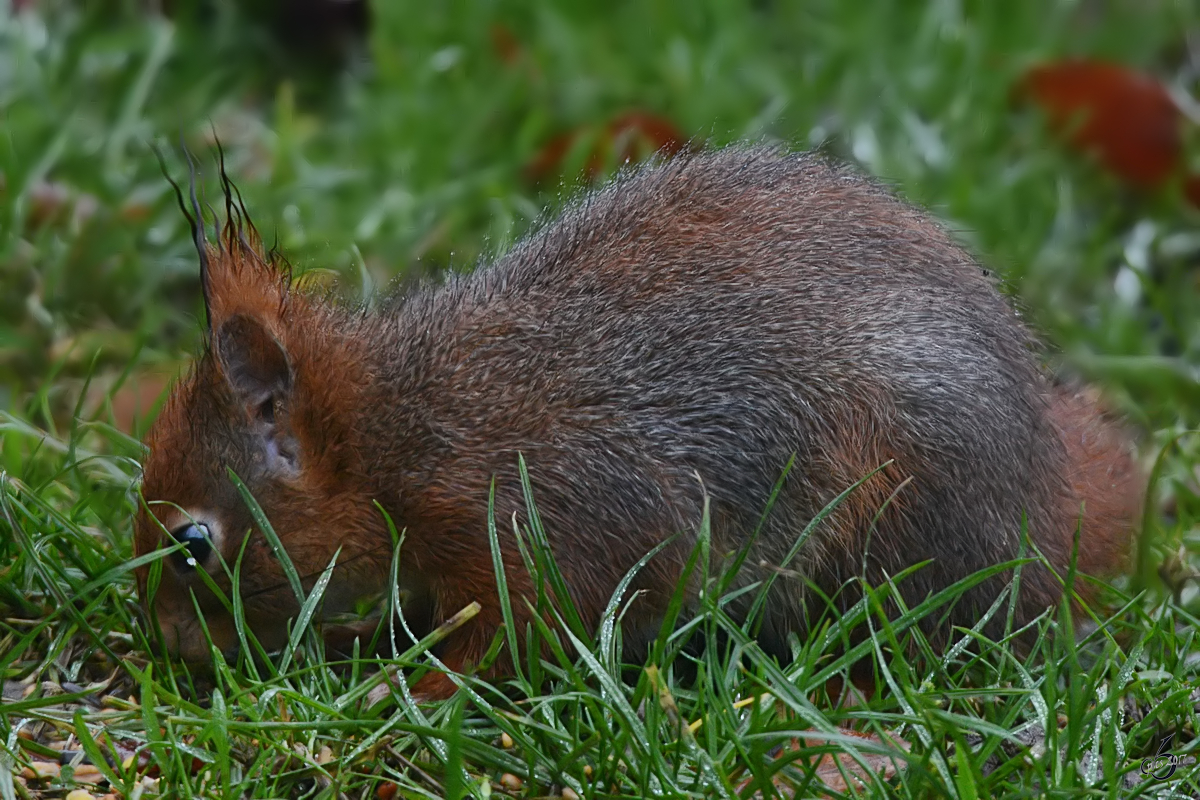 Das Eichhörnchen hat im feuchten Nass etwas zu Fressen gefunden. (Hattingen, Dezember 2017)
