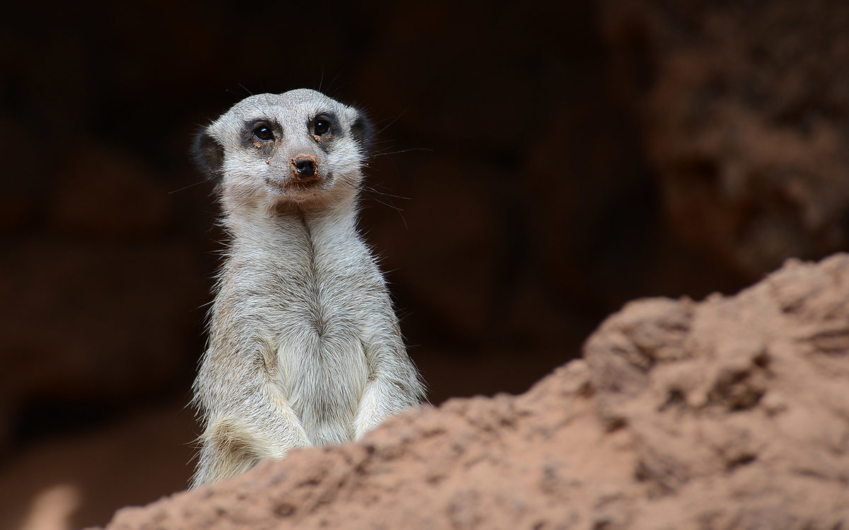 Das Erdmnnchen (Suricata suricatta), auch Surikate oder veraltet Scharrtier genannt, ist eine Sugetierart aus der Familie der Mangusten (Herpestidae). Mit durchschnittlich 700 bis 750 g ist es eine der kleinsten Mangustenarten, es hat ein hellgraues Fell mit unaufflligen Querstreifen. Erdmnnchen leben in trockenen Regionen im sdlichen Afrika. Sie leben in Gruppen von vier bis neun Tieren mit ausgeprgtem Sozialverhalten und ernhren sich vorwiegend von Insekten. 
Aufnahme: 20. Oktober 2017.