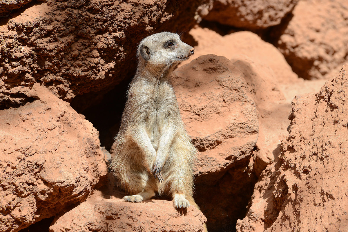 Das Erdmnnchen (Suricata suricatta), auch Surfkate genannt, ist eine Sugetierart aus der Familie der Mangusten (Herpestidae).  Aufnahme: 20. Oktober 2017.