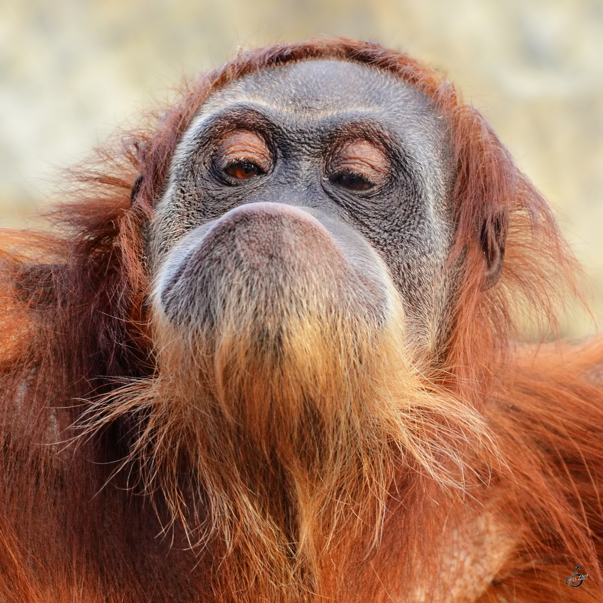 Das Grimassenspiel eines Sumatra-Orang-Utans. (Zoom Gelsenkirchen, Februar 2011)