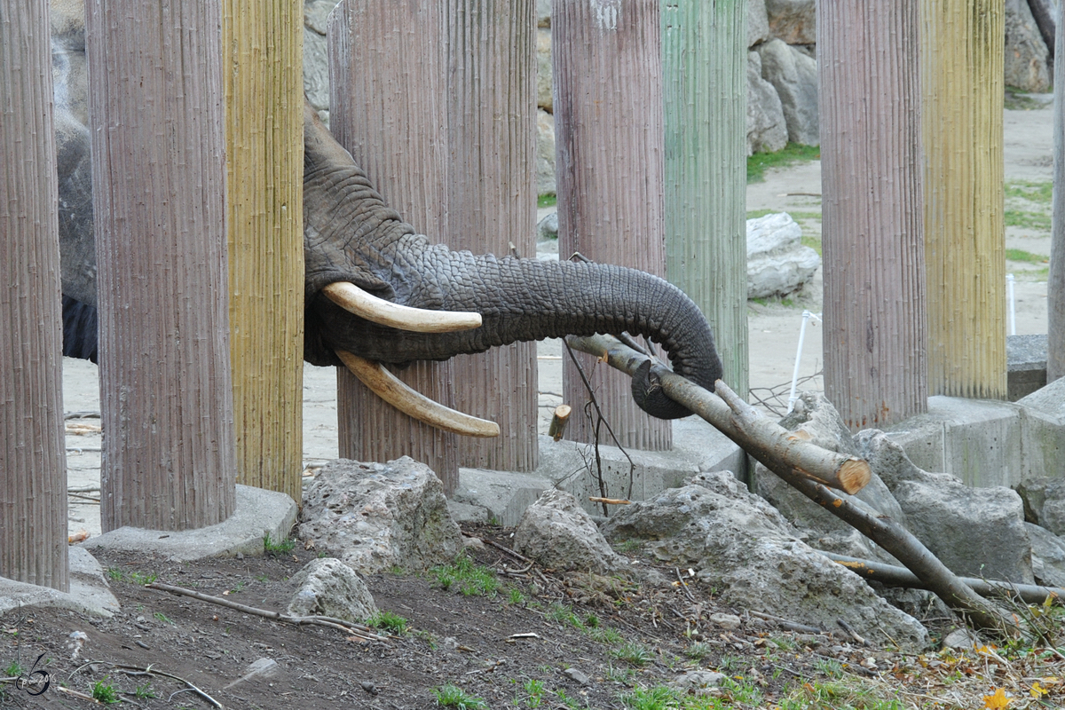 Das Holz jenseits des Zaunes ist tausend Mal besser, glaubt wohl dieser Afrikanische Elefant. (Tiergarten Schnbrunn Wien, November 2010)