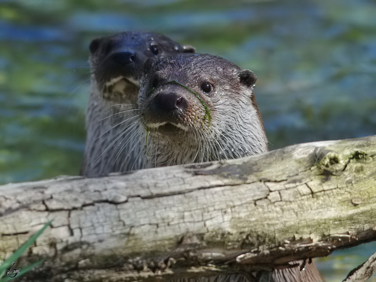 Das Interesse der Fischotter ist geweckt. (April 2009)