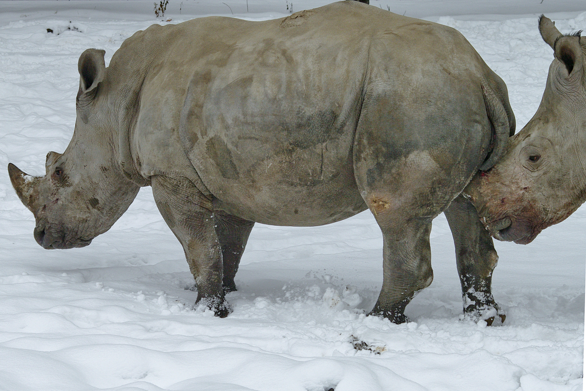 Das mu doch weh tun! Sdliche Breitmaulnashrner im Zoo Dortmund. (Januar 2010)