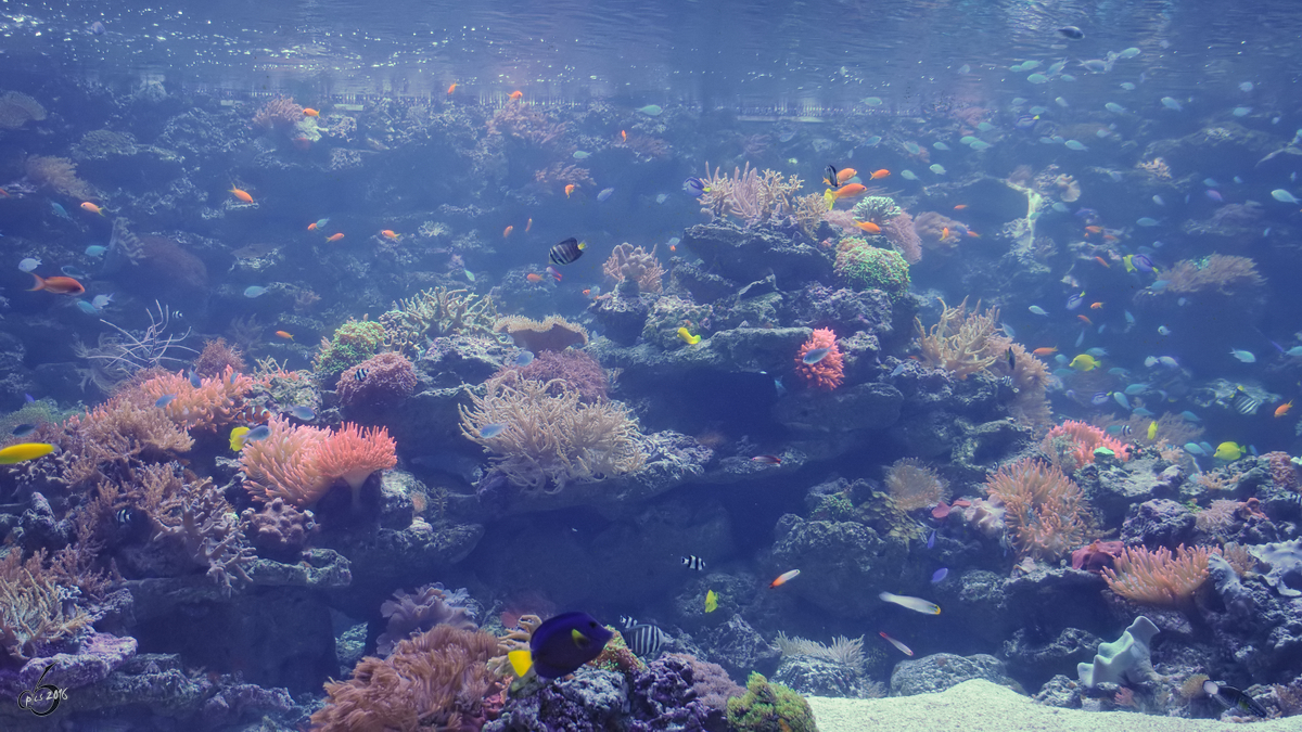 Das nachgebildete Korallenriff im Zoo Duisburg. (Juli 2013)