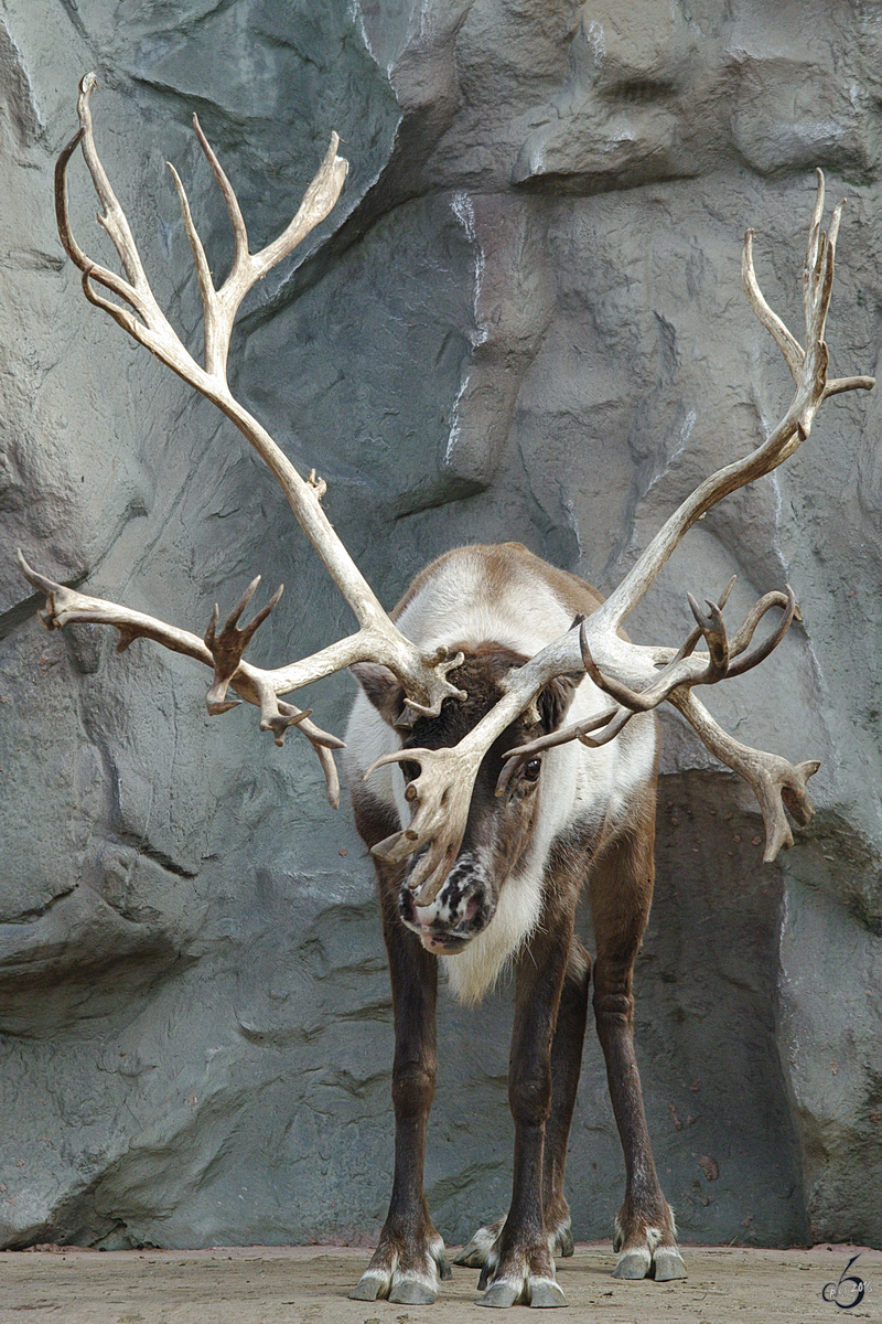 Das Rentier ist auf Angriff gestimmt. (Zoom Gelsenkirchen, September 2009)