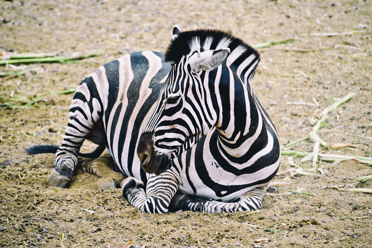 Das Steppenzebra (Equus quagga) oder Pferdezebra ist ein Zebra aus der Familie der Pferde (Equidae) und gehrt zur Ordnung der Unpaarhufer (Perissodactyla). Es stellt heute die hufigste Zebra-Art in Afrika dar und ist vom Nordosten bis in den Sden des Kontinents verbreitet. Es lebt gesellig in kleinen Herdenverbnden und ernhrt sich hauptschlich von Grsern.Aufnahme: 20. Oktober 2017.
