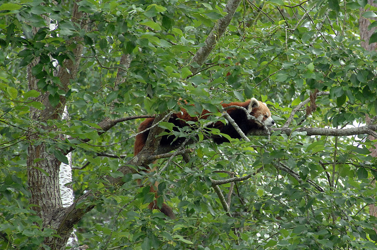 Das Tier ist im Tierpark Kolmrden (Schweden) aufgenommen. Aufnahme: 22. Juli 2017.