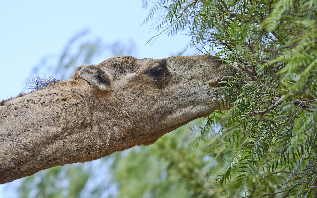 Das Trampeltier, auch als Zweihöckriges oder Baktrisches Kamel bezeichnet (Camelus ferus), ist eine Säugetierart aus der Familie der Kamele (Camelidae). Als domestiziertes Last- und Nutztier ist es besonders in Asien weit verbreitet, die freilebenden Bestände hingegen sind hochgradig gefährdet. Aufnahme: 20. Oktober 2017.