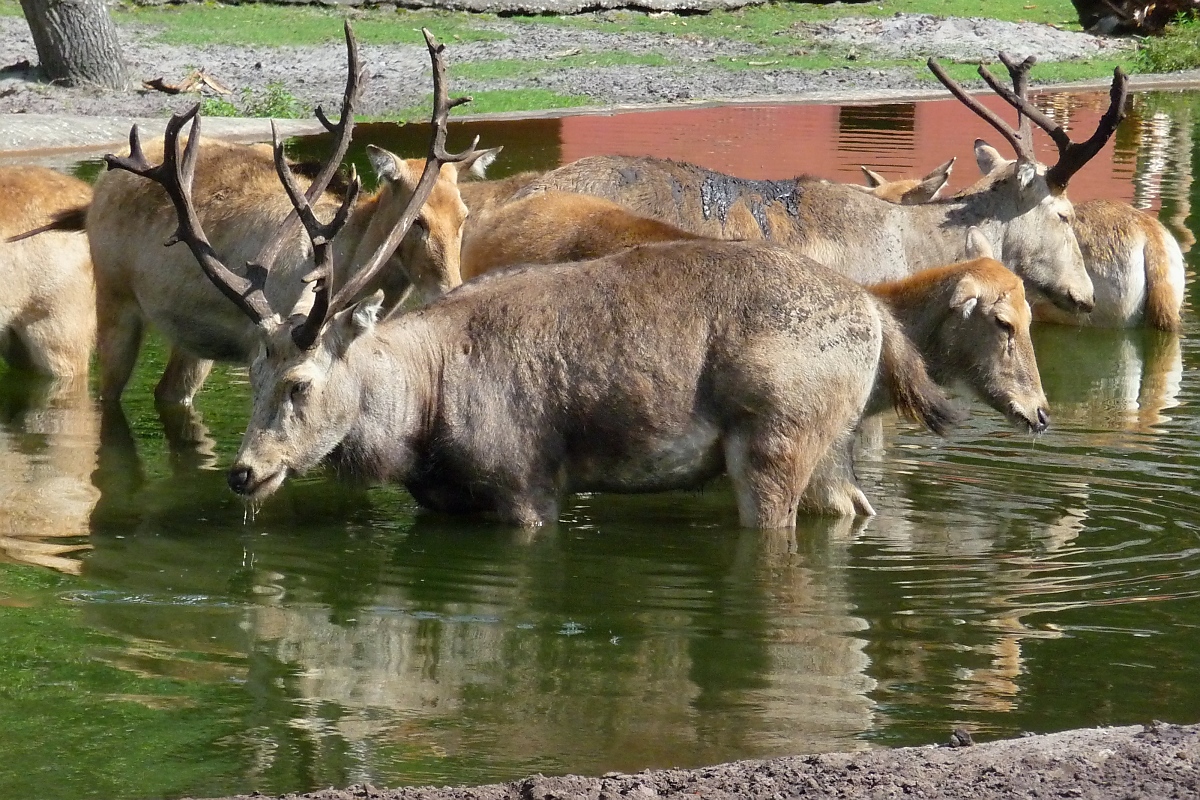 Davidshirsche baden im Serengetipark, 9.9.15