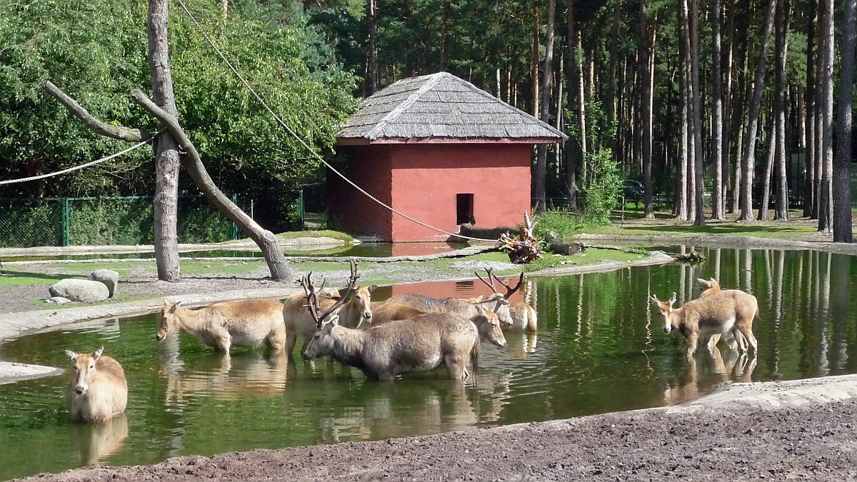 Davidshirsche haben es sich im Wasser bequem gemacht. Serengetipark, 9.9.15