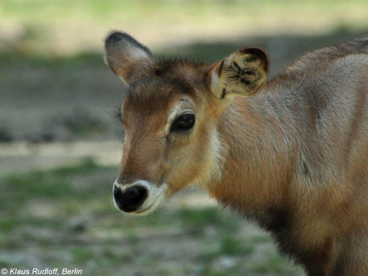 Defassa-Wasserbock (Kobus ellipsiprymnus defassa). Jungtier im Zoo Berlin (Juli 2015). 