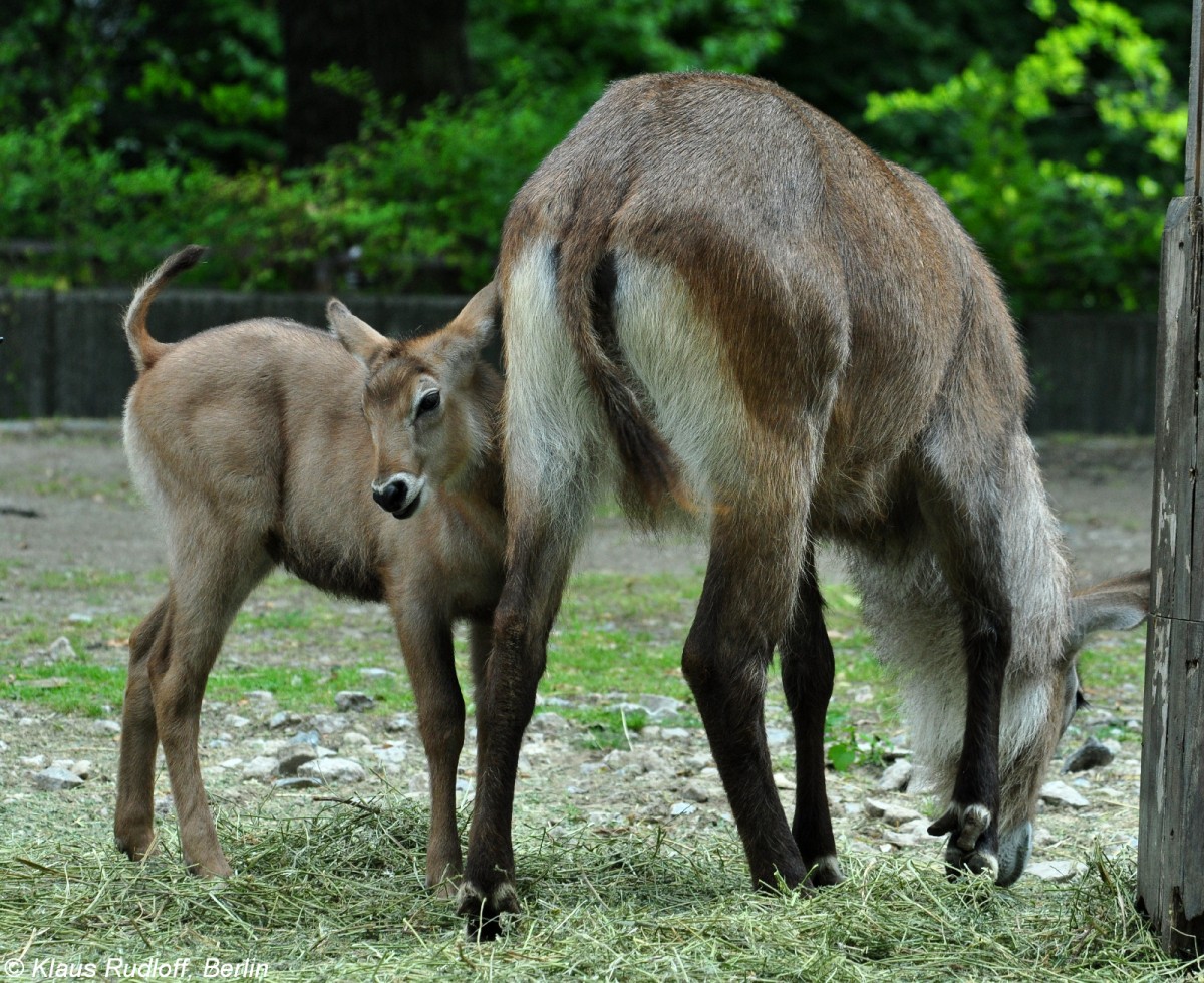 Defassa-Wasserbock (Kobus ellipsiprymnus defassa). Weibchen mit Jungtier im Zoo Berlin (Juli 2015). 