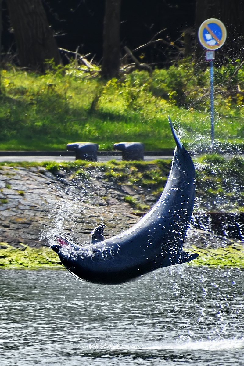 Delfin  Delle  macht im Gegenlicht einen beeindruckenden Salto. (Travemnde, April 2023)