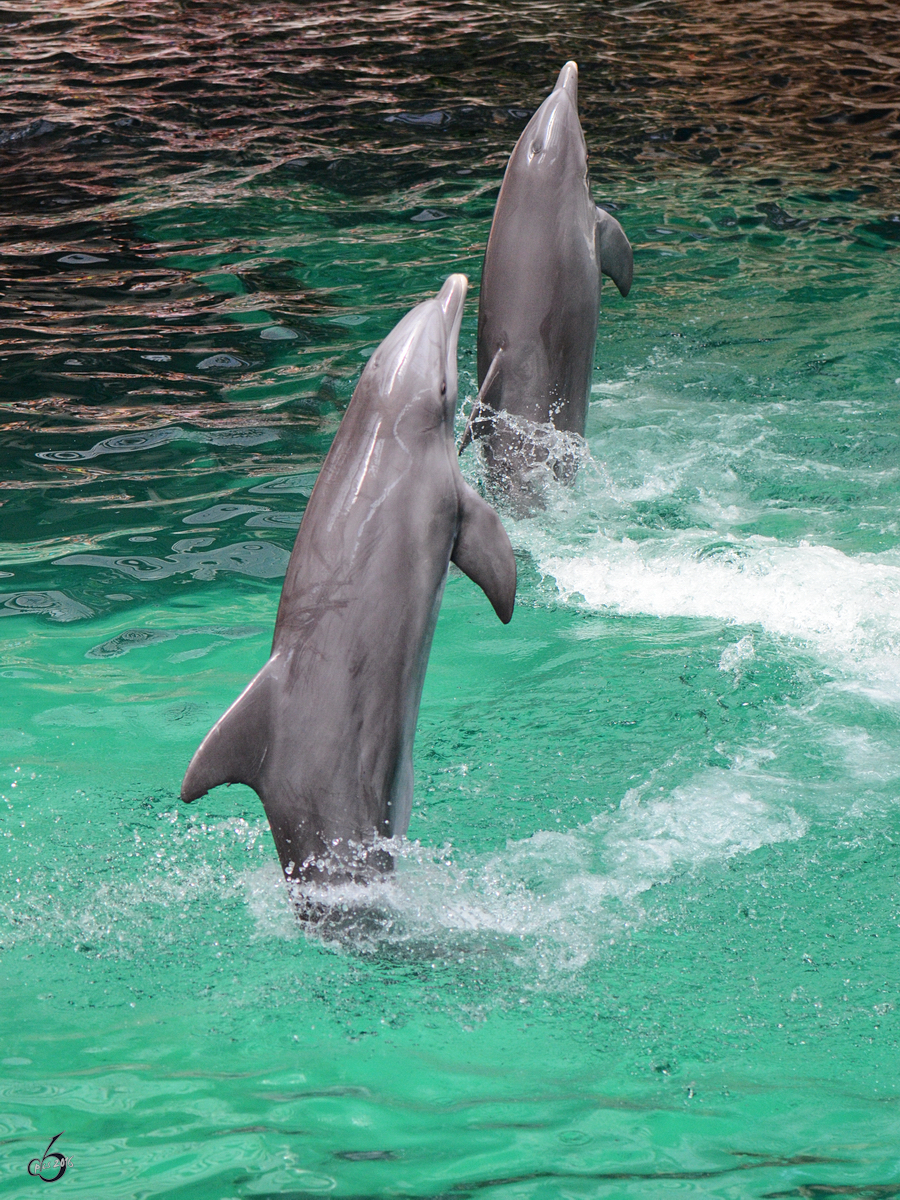 Delfine whrend einer Vorfhrung im Zoo Duisburg. (Juli 2013)