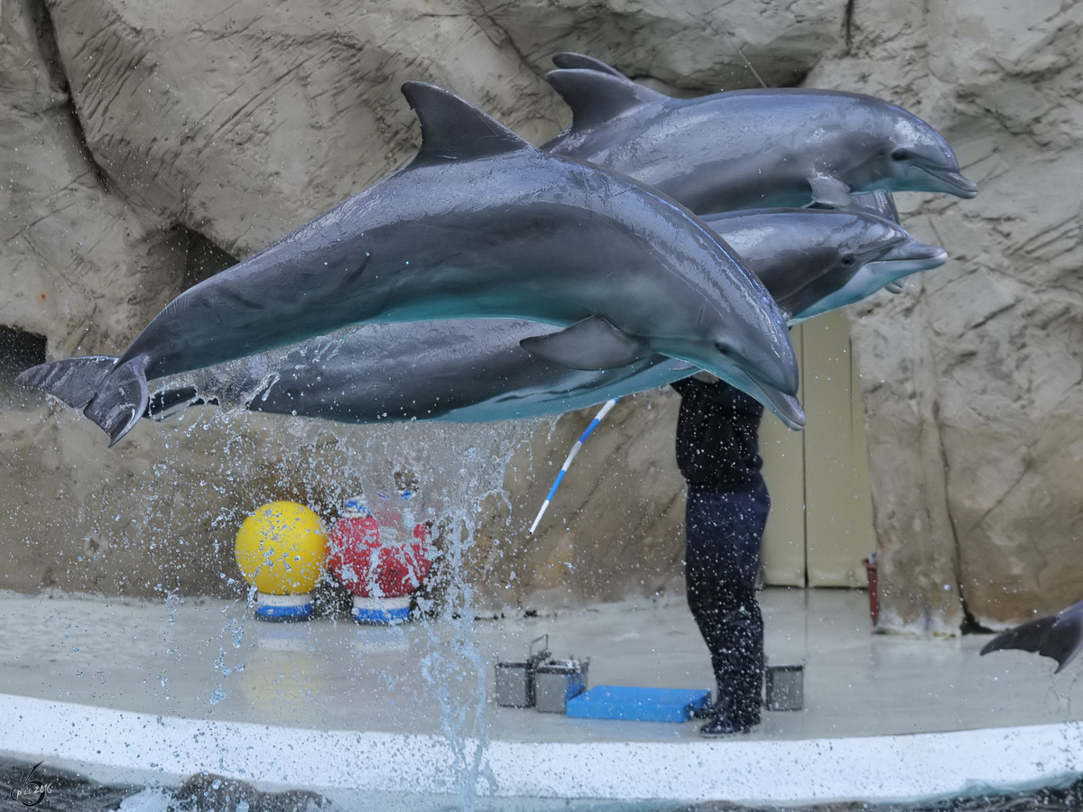 Delfine whrend einer Vorfhrung im Zoo Duisburg. (September 2010)