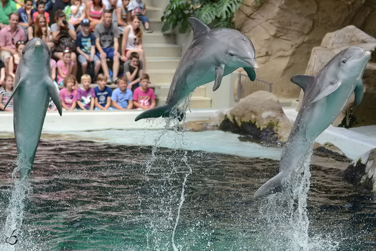 Delfine whrend einer Vorfhrung im Zoo Duisburg. (Juli 2013)