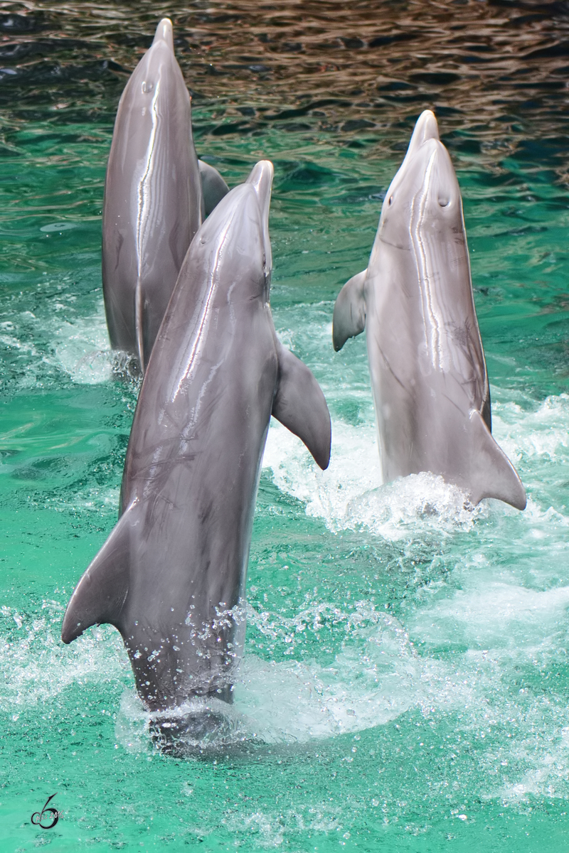 Delfine whrend einer Vorfhrung im Zoo Duisburg. (Juli 2013)