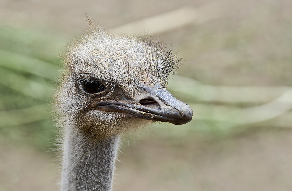 Der Afrikanische Strau (Struthio camelus), der zu den Laufvgeln gehrt, ist nach dem eng verwandten Somalistrau der grte lebende Vogel der Erde. Whrend er heute nur noch in Afrika sdlich der Sahara heimisch ist, war er in frheren Zeiten auch in Westasien beheimatet. Aufnahme: 20. Oktober 2017.