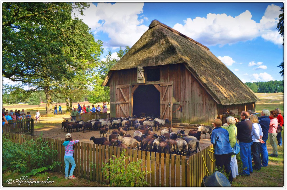 Der alte Schafstall  Auf dem Hpen  am Rande von Schneverdingen in der Lneburger Heide. Rckkehr der Herde am spten Nachmittag. Oft von hundert und mehr Besuchern ungeduldig erwartet. August 2014.