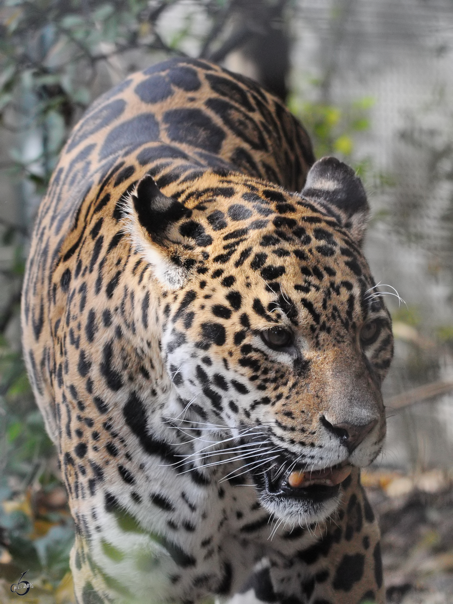 Der Amurleopard durchschreitet sein Revier. (Tiergarten Schnbrunn Wien, November 2010) 