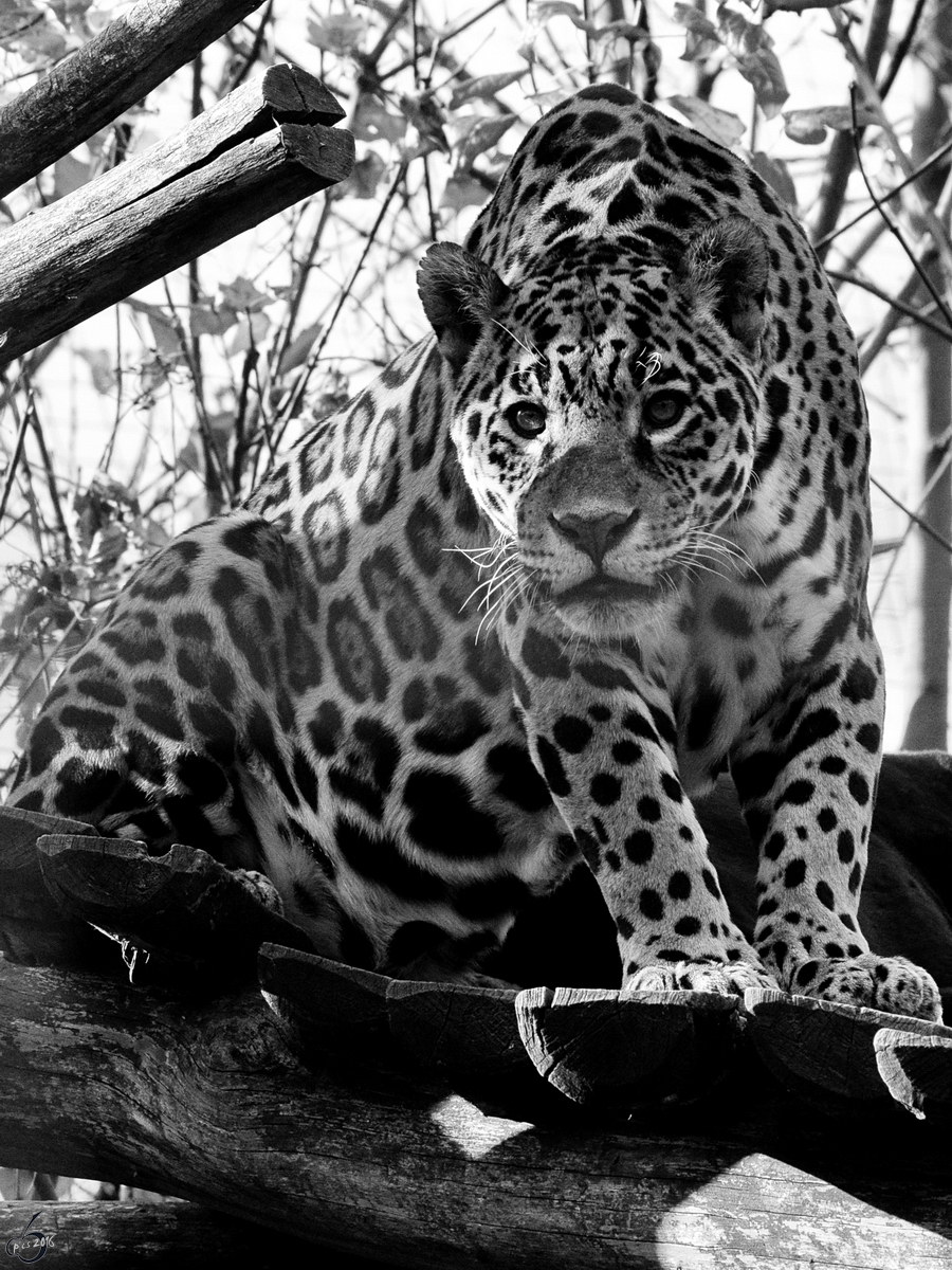 Der Amurleopard hat wohl etwas Interessantes entdeckt. (Tiergarten Schnbrunn Wien, November 2010)