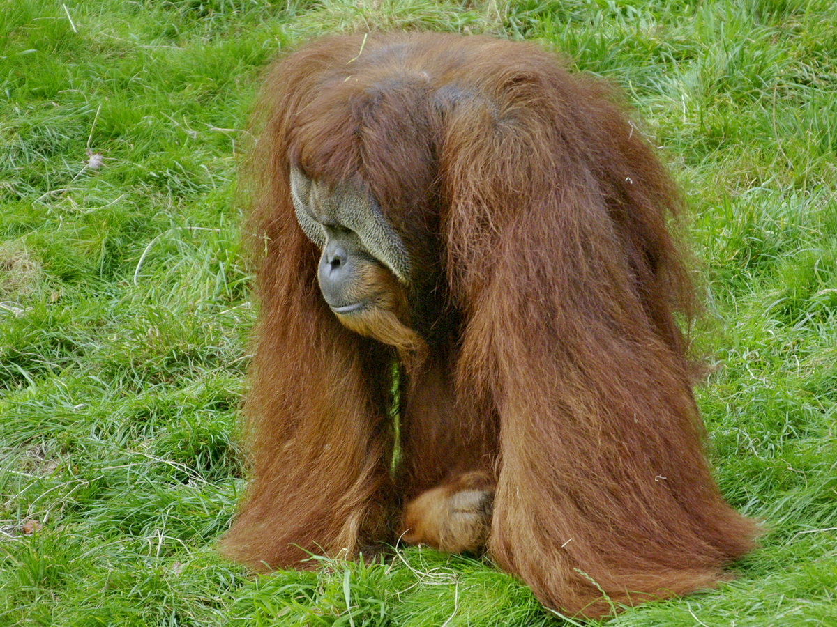 Der Chef bei den Sumatra-Orang-Utans im Zoo Dortmund. (Oktober 2008)