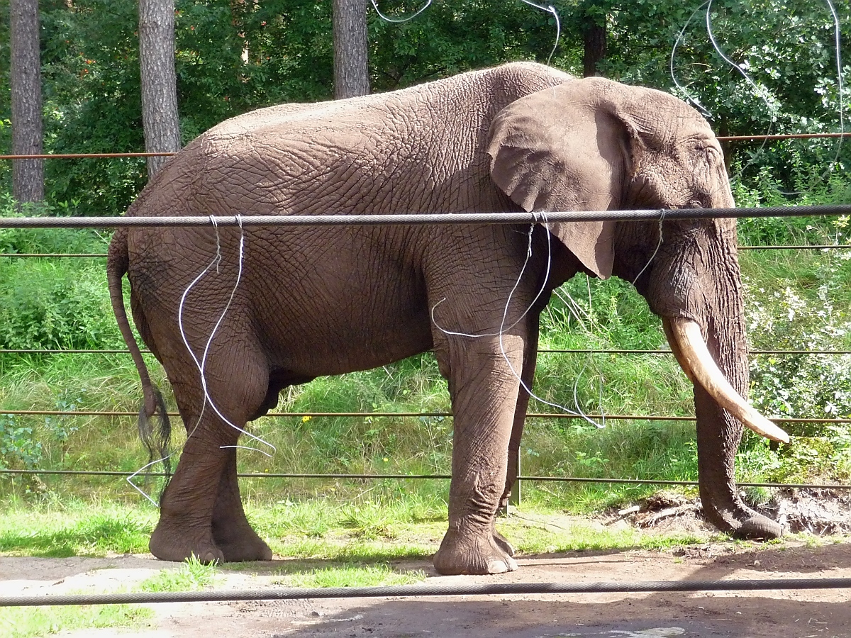 Der Elefantenbulle langweilt sich in seinem kleinen Gehege, so alleine im Serengetipark, 9.9.15