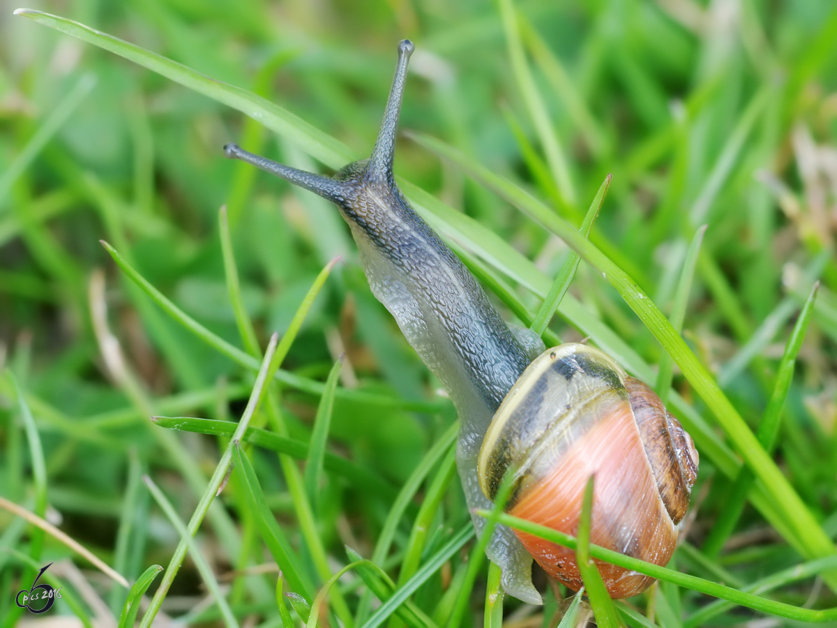 Der ewige Kampf mit dem hohen Gras