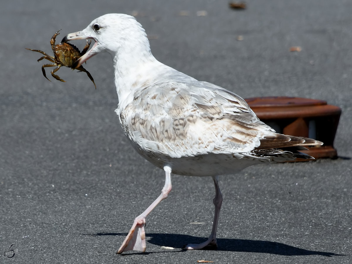 Der ewige Lauf der Natur. Fressen und gefressen werden, in diesem Falle eine Mwe mit einem Krebs. (Aalborg, Juni 2018)