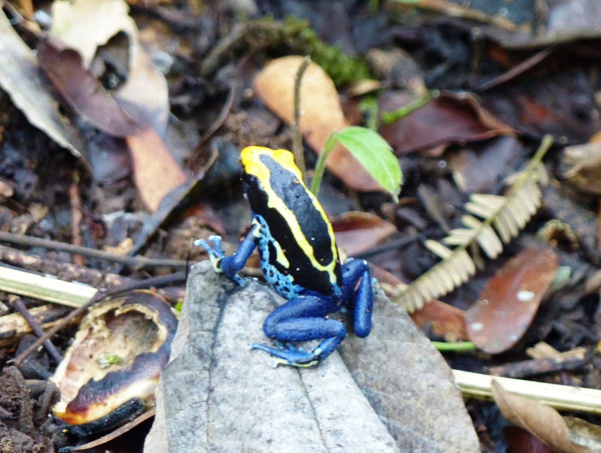 Der Frberfrosch (Dendrobates tinctorius) im tropischen Regenwald Surinames bei Awarradam