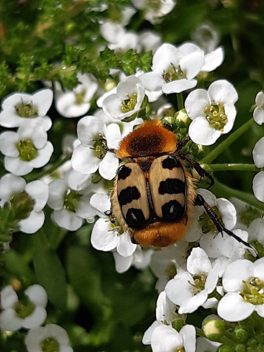 Der Gebänderte Pinselkäfer (Trichius fasciatus) ist ein Käfer aus der Familie der Blatthornkäfer (Scarabaeidae). Am 25.05.2022 auf einem Blumenkasten in Castrop-Rauxel. Da er üblicherweise auf Waldlichtungen im Bergland lebt, ist er im Flachland eher selten anzutreffen.