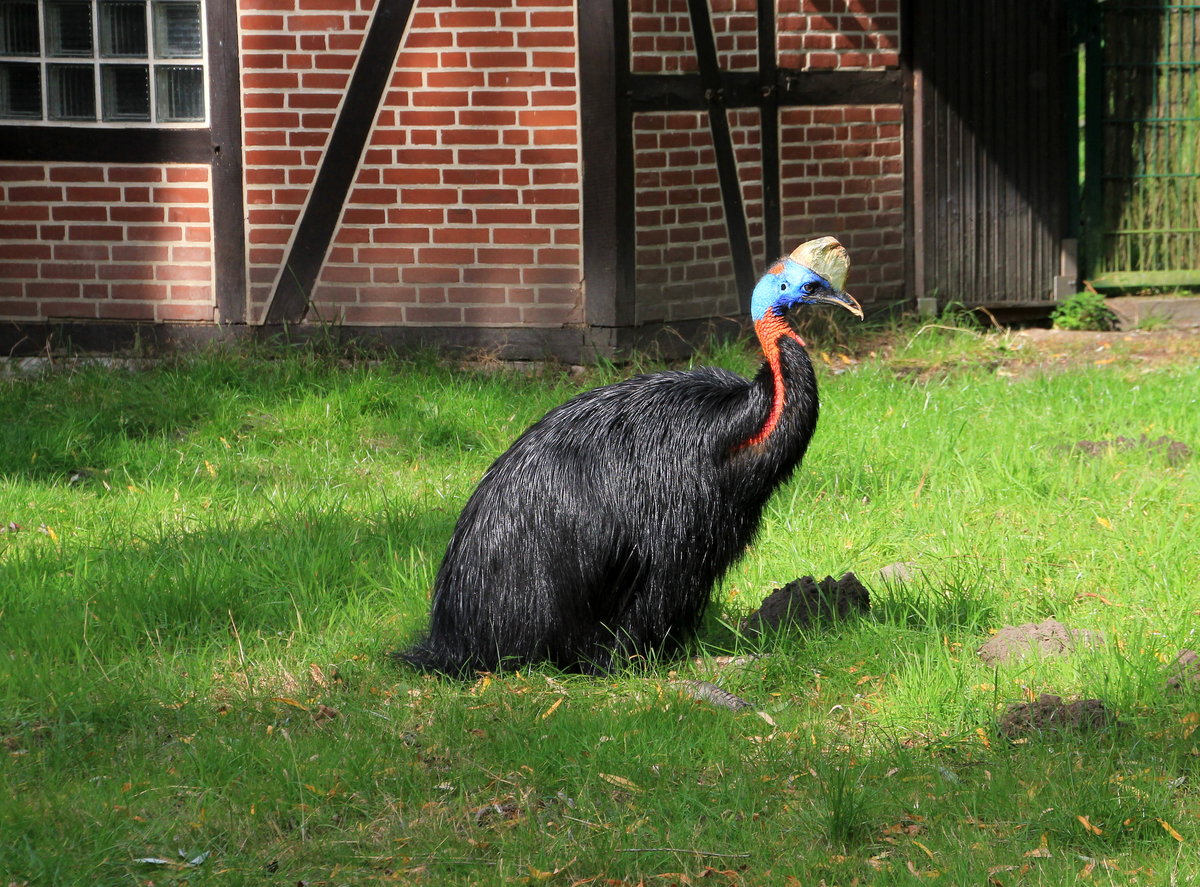 Der gefhrlichste Vogel der Welt, ein Blauschopfkasuar, am 05.10.2020 zum Glck friedlich in einem Gehege im Weltvogelpark Walsrode. 