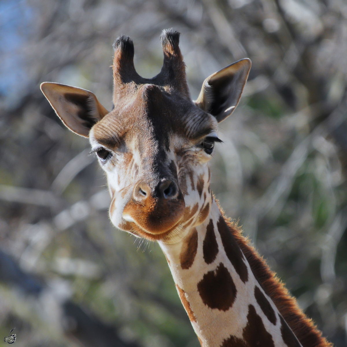Der gelangweilte Blick einer Giraffe. (Zoo Madrid. Dezember 2010)