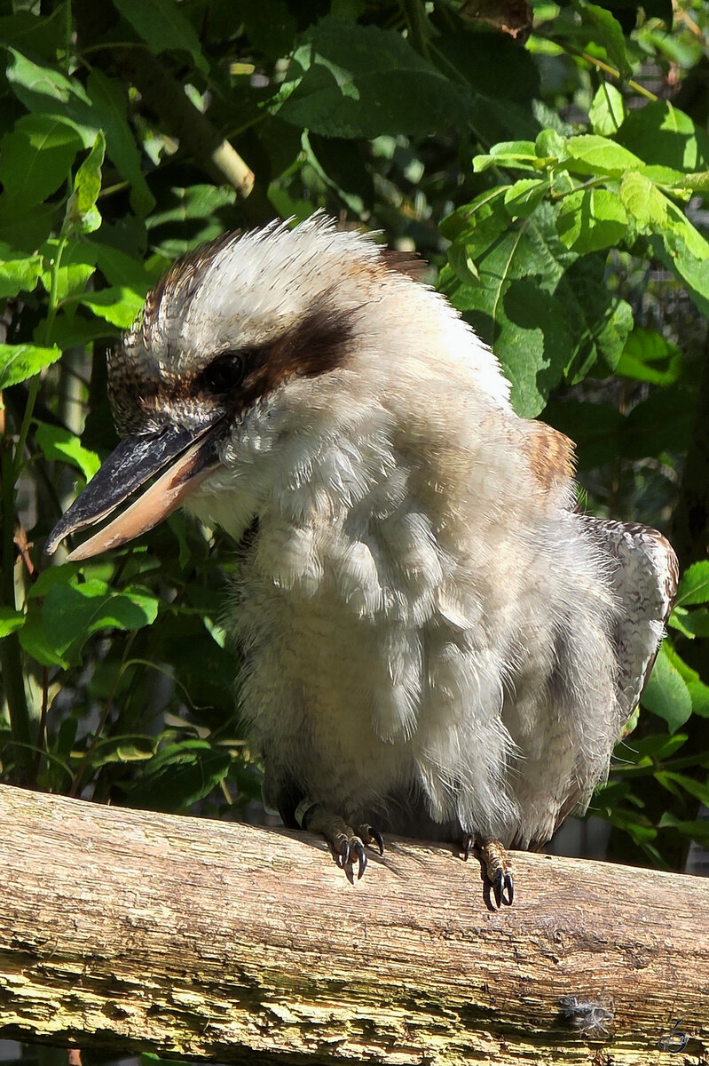 Der gr��te Vertreter in der Familie der Eisv�gel ist der J�gerliest oder auch lachender Hans. (Zoo Dortmund, August 2026)