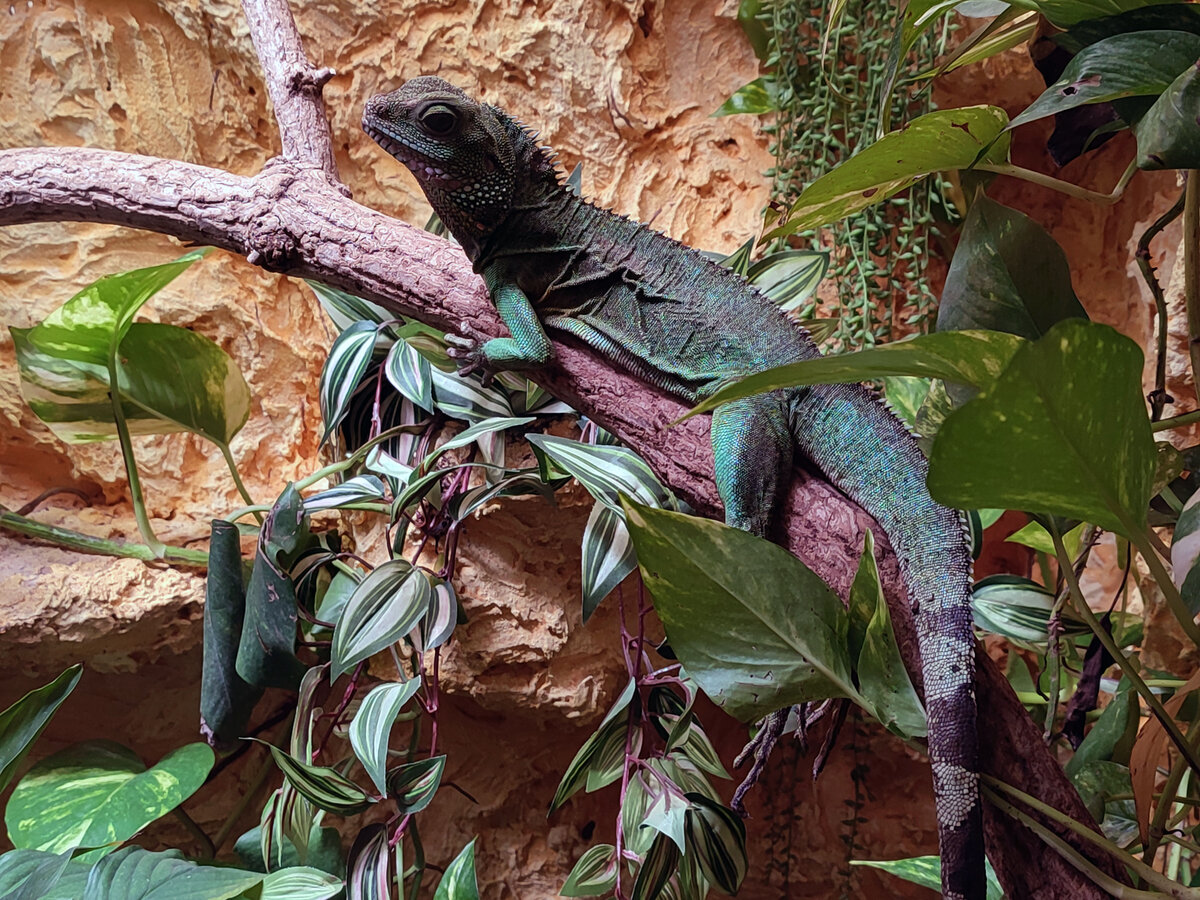 Der Gr�ne Wasseragame (Physignathus cocincinus) ist ein beeindruckendstes Tier im Inselzoo Altenburg. Foto 07.08.22