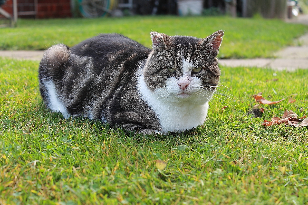 Der Kater  Big Boss  geniet die letzte Herbstsonne am 26.10.2013 in Nassenheide.
